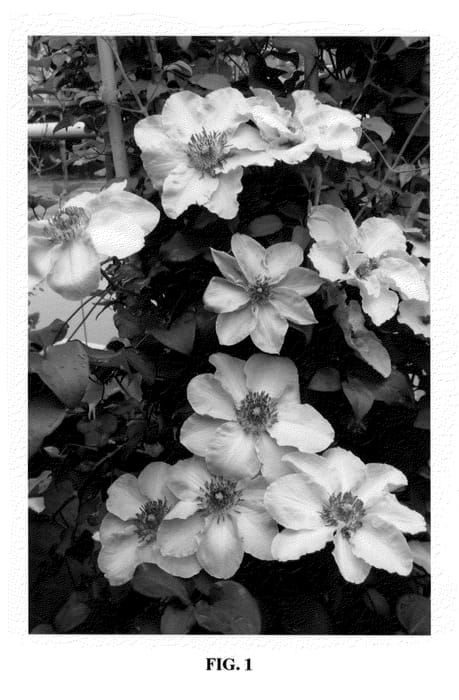 Figure 1 of US plant patent PP20372, the photograph of Zostiwa printed in the patent.
