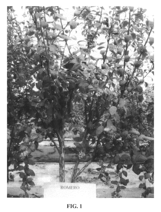 Figure 1 of US plant patent PP20373, the photograph of Romero printed in the patent.