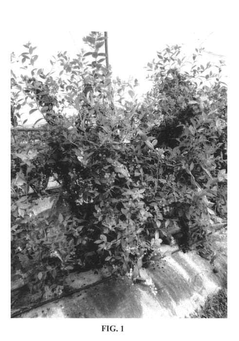 Figure 1 of US plant patent PP20374, the photograph of Rocio printed in the patent.