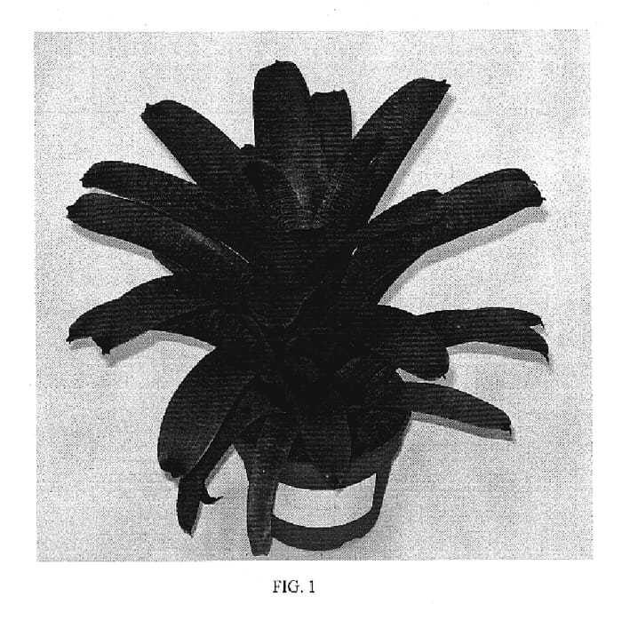 Figure 1 of US plant patent PP20375, the photograph of Kiwi Dusk printed in the patent.