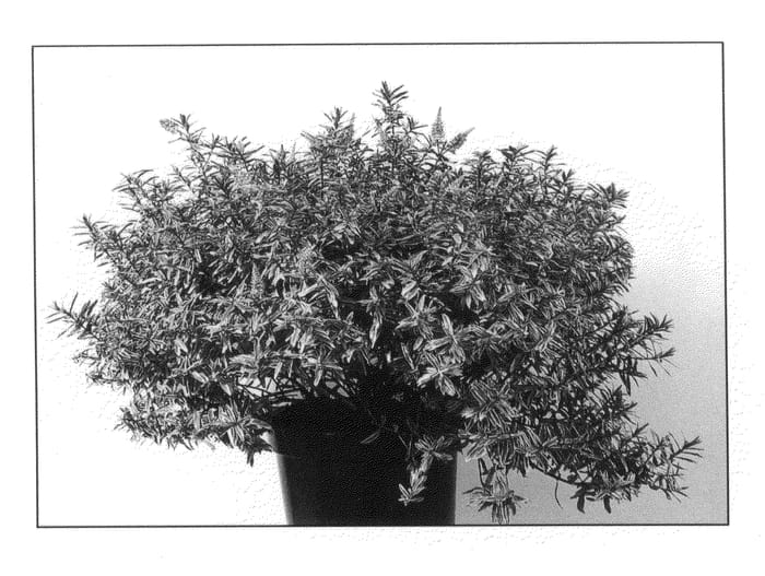 Figure 1 of US plant patent PP20376, the photograph of Frozen Flame printed in the patent.