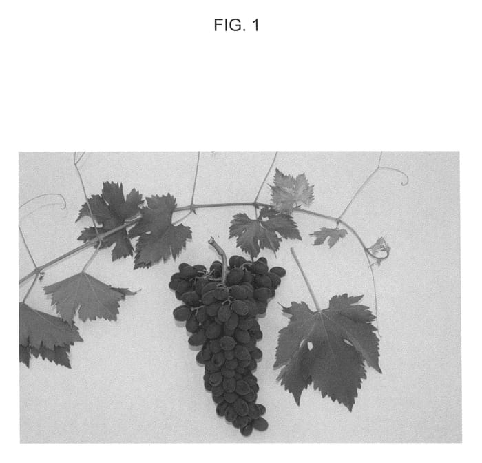 Figure 1 of US plant patent PP20377, the photograph of IFG 104-253 printed in the patent.