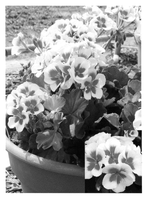 Figure 1 of US plant patent PP20378, the photograph of Amri Wits09 printed in the patent.