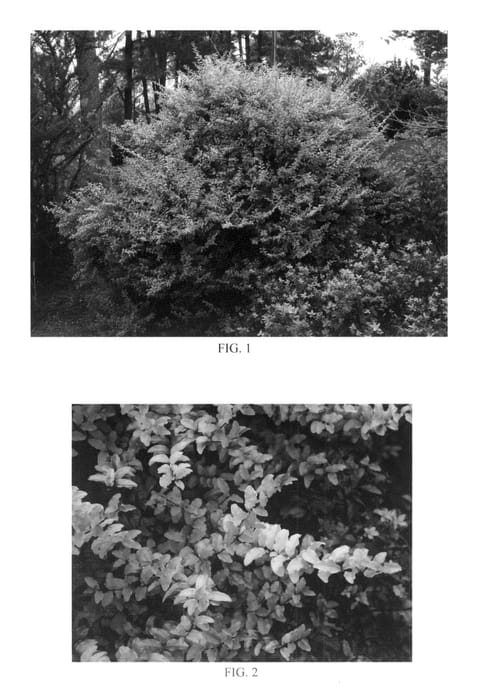 Figure 1 of US plant patent PP20379, the photograph of Sunshine printed in the patent.