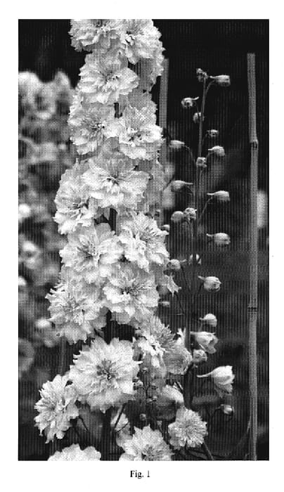 Figure 1 of US plant patent PP20380, the photograph of Morining Sunrise printed in the patent.