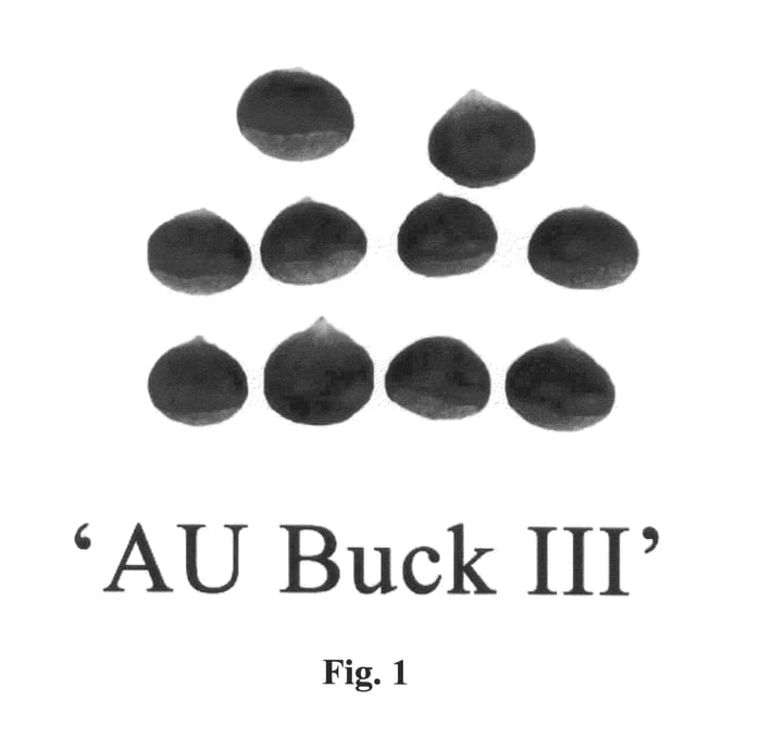 Figure 1 of US plant patent PP20381, the photograph of AU Buck III printed in the patent.