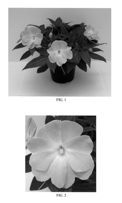 Figure 1 of US plant patent PP20382, the photograph of Balcebibu printed in the patent.