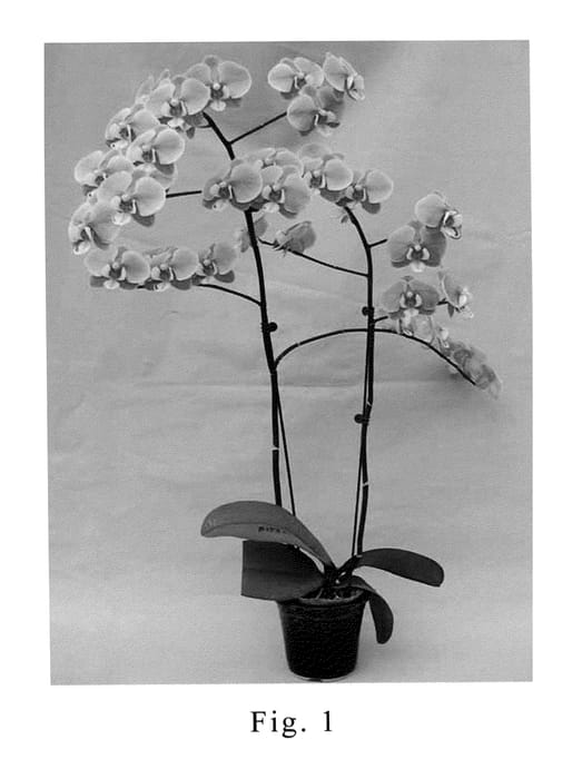 Figure 1 of US plant patent PP20383, the photograph of SOGO F1582 printed in the patent.