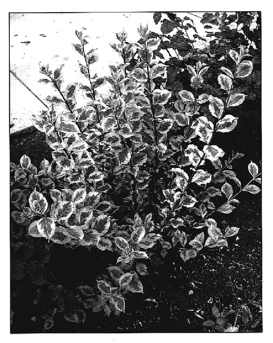 Figure 1 of US plant patent PP20384, the photograph of Kolmagira printed in the patent.