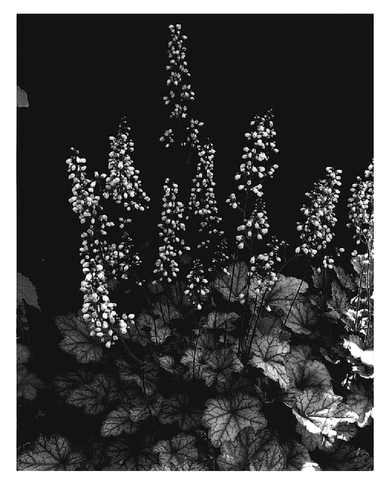 Figure 1 of US plant patent PP20385, the photograph of Crystal Spires printed in the patent.