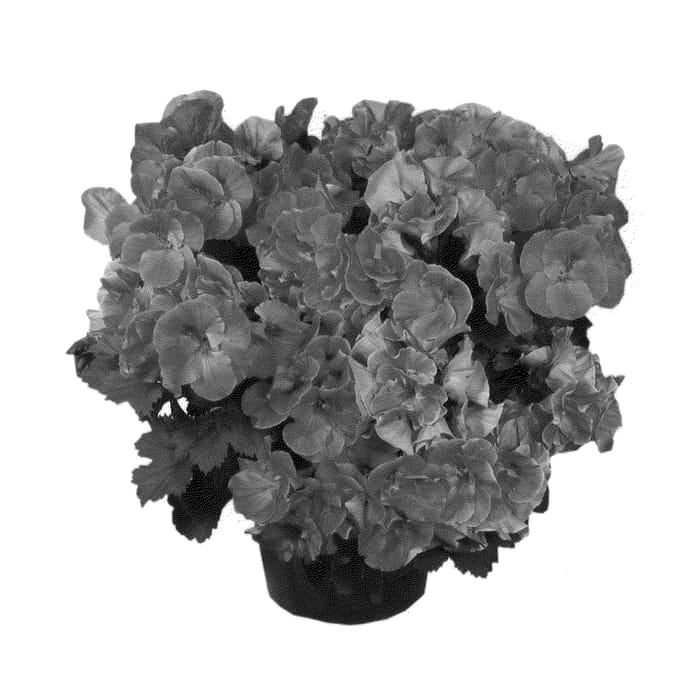 Figure 1 of US plant patent PP20386, the photograph of Oglger11010 printed in the patent.