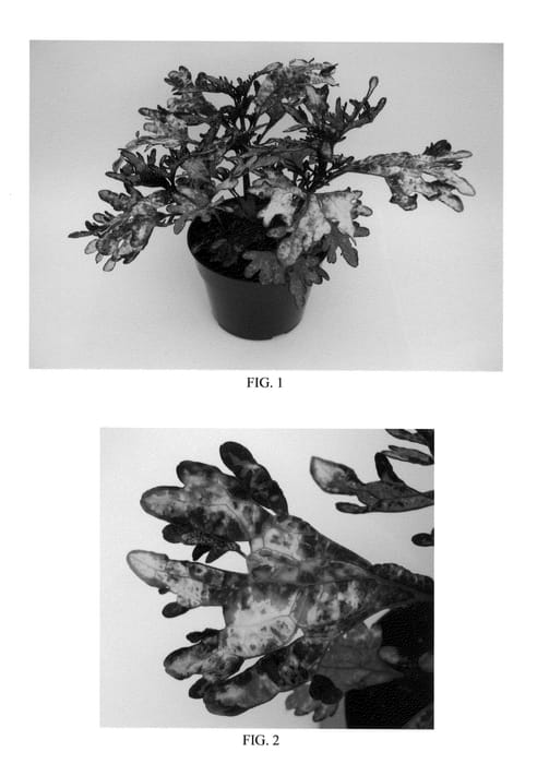 Figure 1 of US plant patent PP20387, the photograph of Balcimoa printed in the patent.