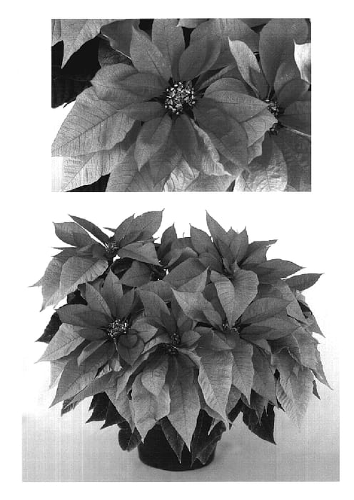 Figure 1 of US plant patent PP20388, the photograph of PER6406 printed in the patent.