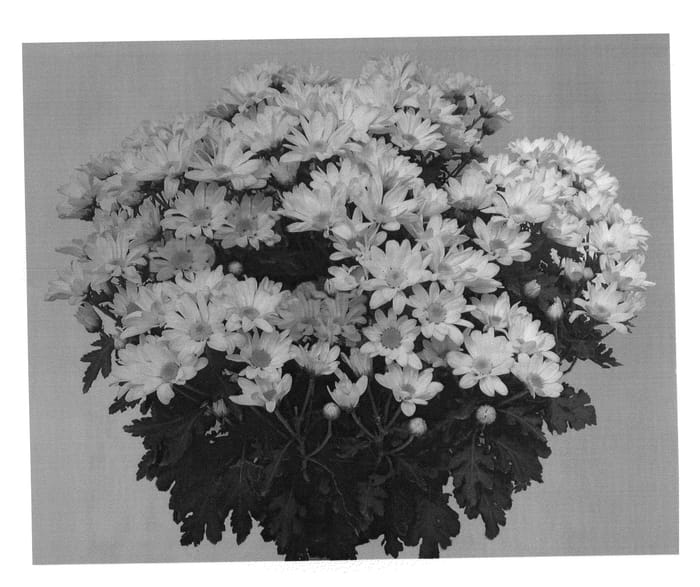 Figure 1 of US plant patent PP20389, the photograph of GG GOBI 08 printed in the patent.