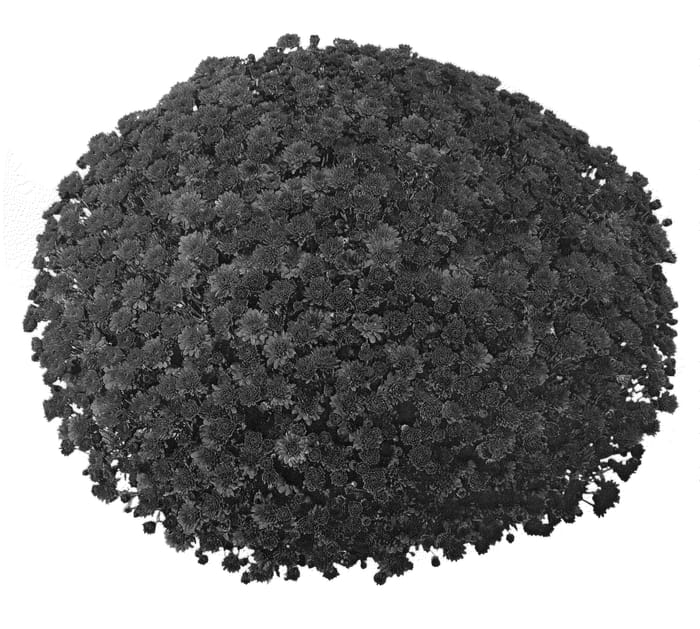 Figure 1 of US plant patent PP20390, the photograph of PPP NAV RD07 printed in the patent.