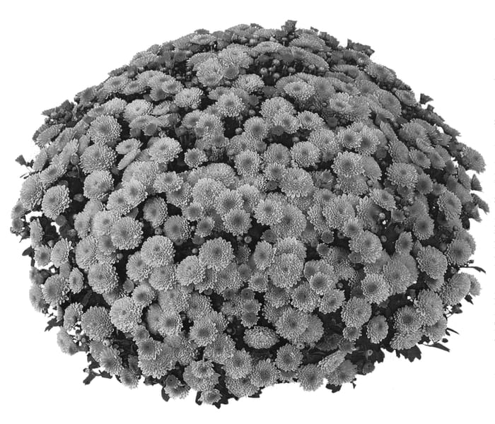 Figure 1 of US plant patent PP20391, the photograph of PPP DEST 07 printed in the patent.
