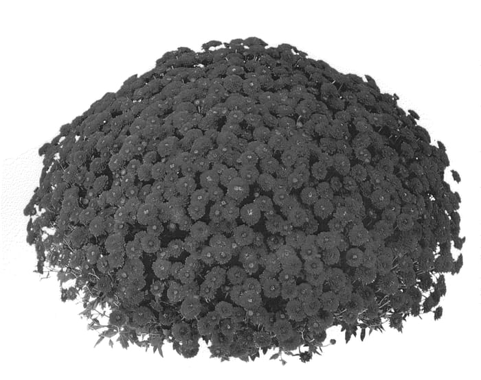 Figure 1 of US plant patent PP20392, the photograph of PPP COL RD07 printed in the patent.