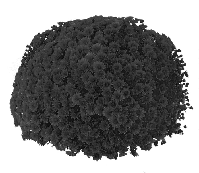Figure 1 of US plant patent PP20393, the photograph of PPP OLW 07 printed in the patent.