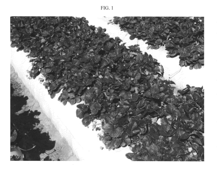 Figure 1 of US plant patent PP20394, the photograph of VALOR printed in the patent.