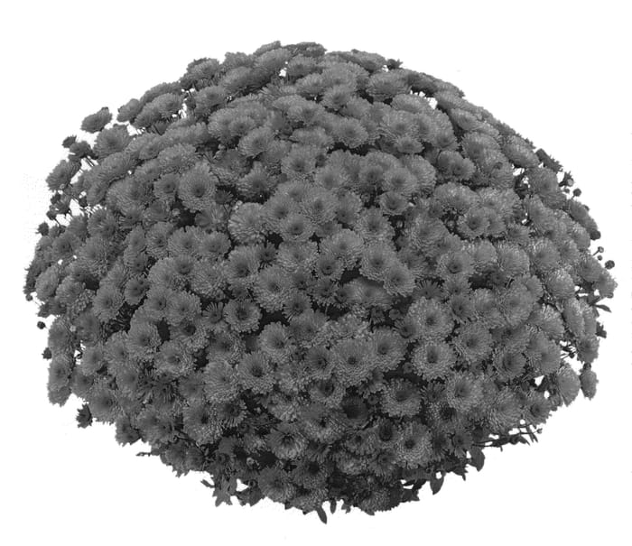 Figure 1 of US plant patent PP20395, the photograph of PPP RHN 07 printed in the patent.