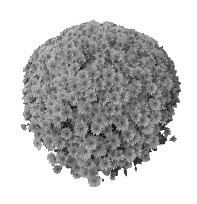 Figure 1 of US plant patent PP20396, the photograph of PPP SON 07 printed in the patent.