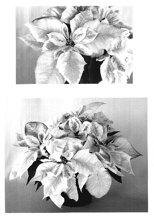 Figure 1 of US plant patent PP20397, the photograph of PER11406 printed in the patent.