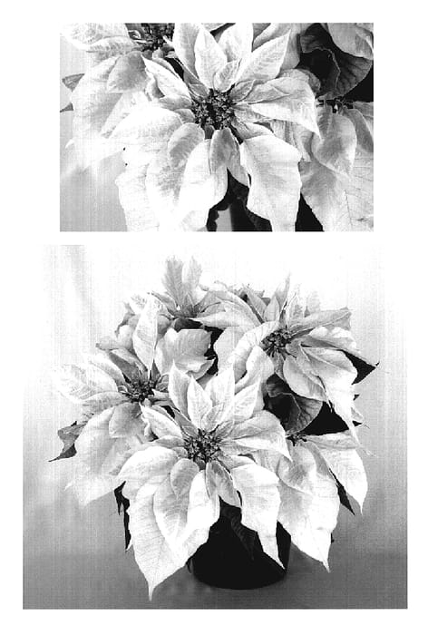 Figure 1 of US plant patent PP20398, the photograph of PER306 printed in the patent.