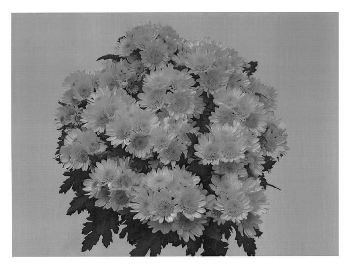 Figure 1 of US plant patent PP20399, the photograph of GG GOLDI 08 printed in the patent.