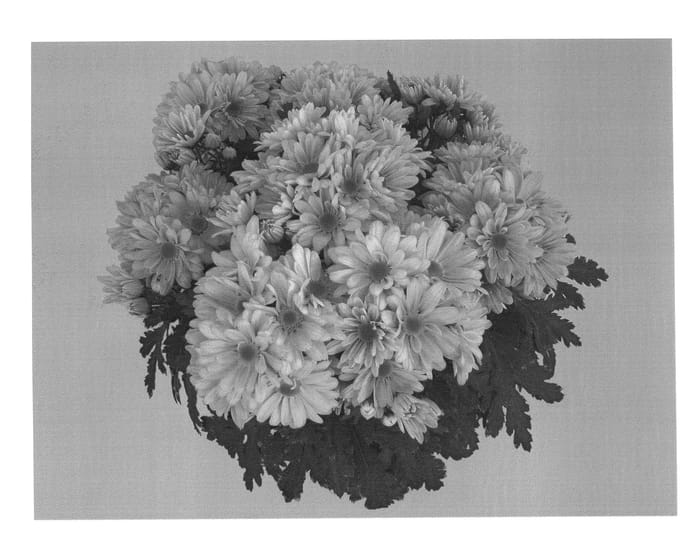 Figure 1 of US plant patent PP20401, the photograph of GG GOBLT 08 printed in the patent.