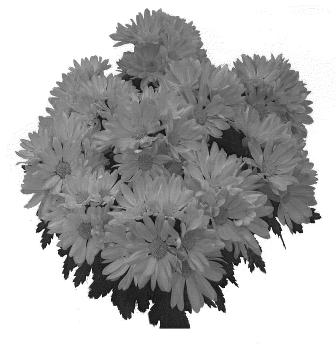 Figure 1 of US plant patent PP20402, the photograph of GG GOLDN 08 printed in the patent.