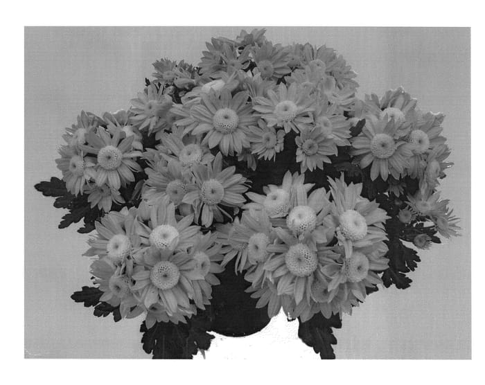 Figure 1 of US plant patent PP20403, the photograph of GG GOLA 08 printed in the patent.
