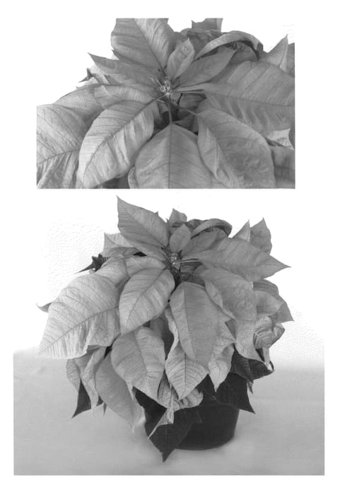 Figure 1 of US plant patent PP20404, the photograph of PER6904 printed in the patent.