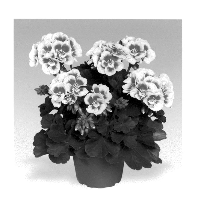 Figure 1 of US plant patent PP20405, the photograph of Swewhi printed in the patent.