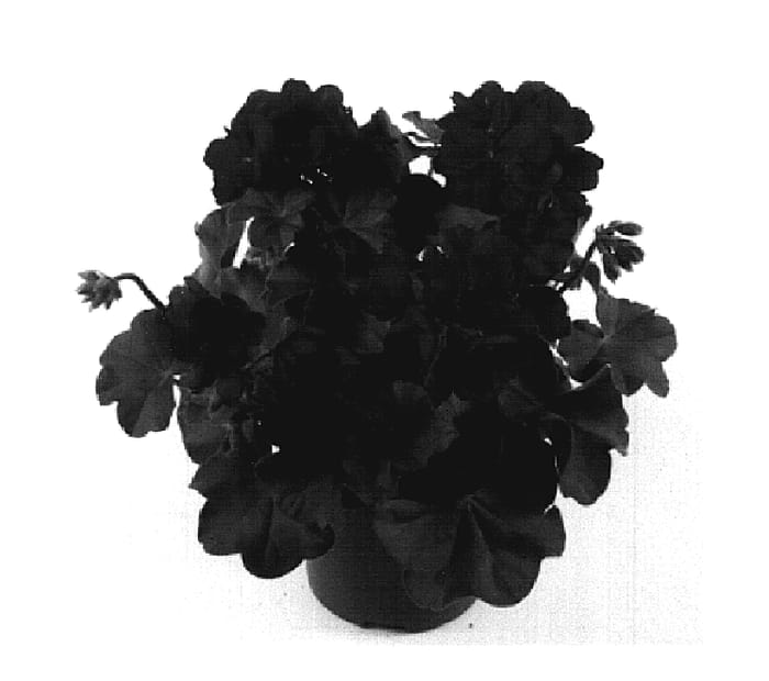 Figure 1 of US plant patent PP20406, the photograph of Fidanol Red printed in the patent.