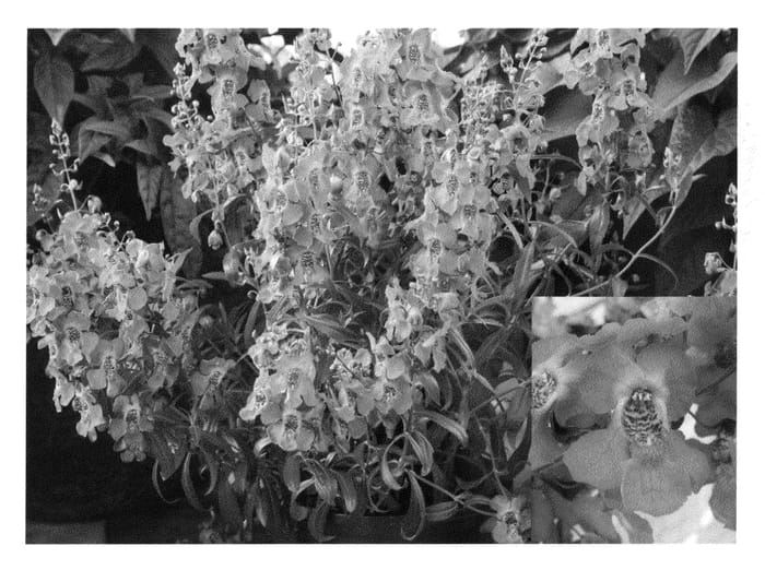 Figure 1 of US plant patent PP20407, the photograph of Car Purr09 printed in the patent.