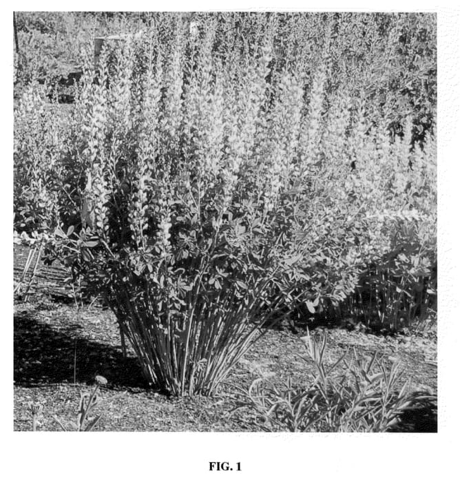 Figure 1 of US plant patent PP20408, the photograph of Solar Flare printed in the patent.