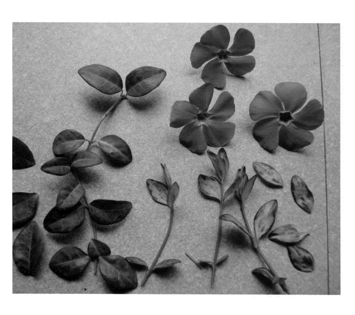 Figure 1 of US plant patent PP20409, the photograph of Vinsid 1 printed in the patent.