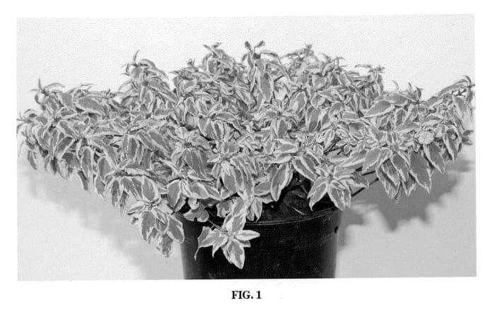 Figure 1 of US plant patent PP20410, the photograph of Rencis printed in the patent.