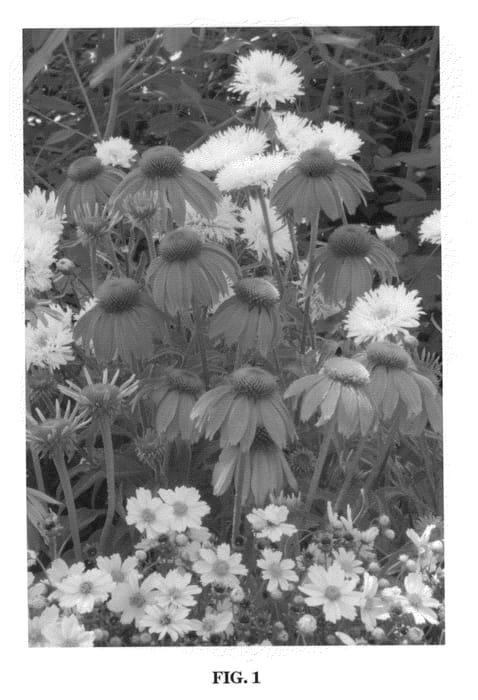 Figure 1 of US plant patent PP20411, the photograph of Red Knee High printed in the patent.