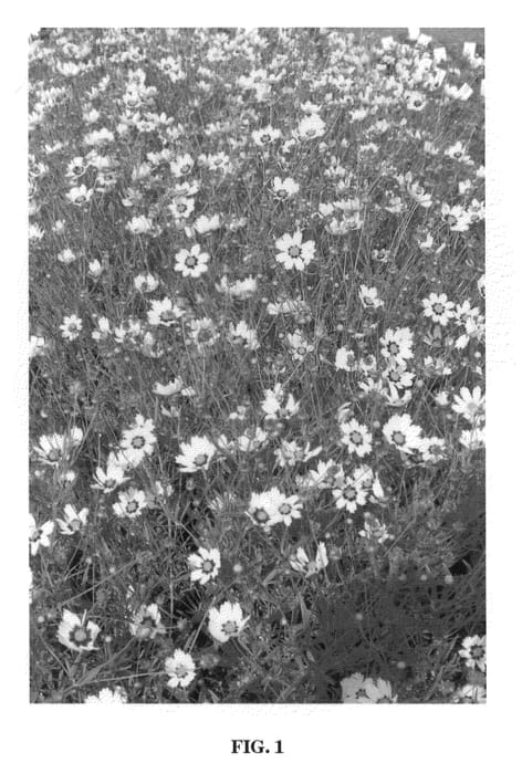 Figure 1 of US plant patent PP20412, the photograph of Redshift printed in the patent.