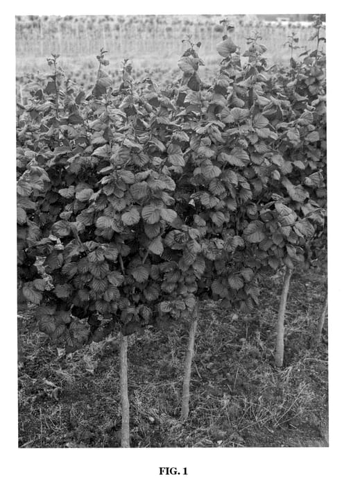 Figure 1 of US plant patent PP20413, the photograph of Anny's Purple Dream printed in the patent.
