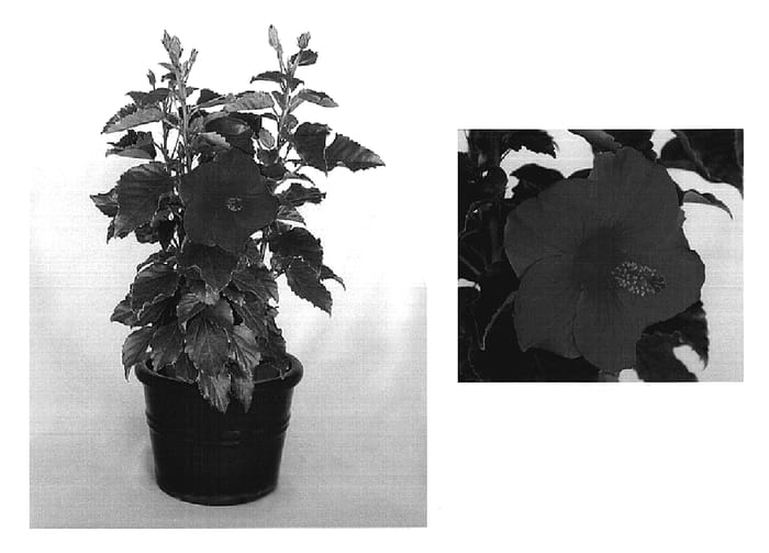 Figure 1 of US plant patent PP20414, the photograph of Scarlet Loke printed in the patent.