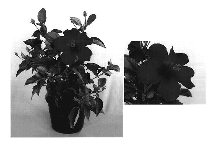 Figure 1 of US plant patent PP20415, the photograph of Red Nalu printed in the patent.