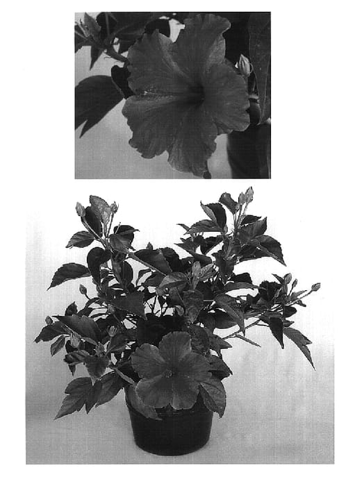 Figure 1 of US plant patent PP20416, the photograph of Pink Kai printed in the patent.