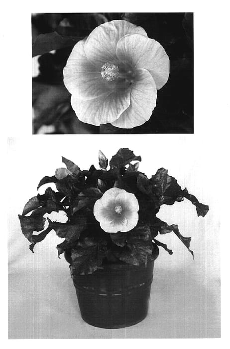 Figure 1 of US plant patent PP20417, the photograph of Pipedream Tangerine printed in the patent.