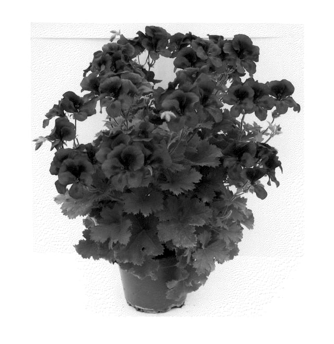 Figure 1 of US plant patent PP20418, the photograph of Camdared printed in the patent.