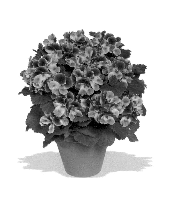 Figure 1 of US plant patent PP20419, the photograph of Regcan printed in the patent.