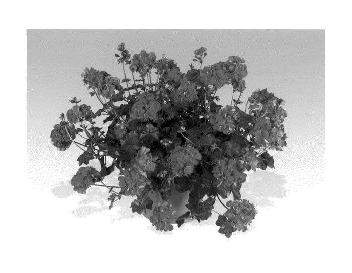 Figure 1 of US plant patent PP20420, the photograph of Pacric printed in the patent.