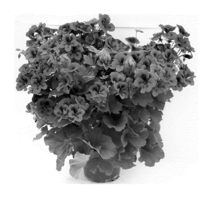 Figure 1 of US plant patent PP20421, the photograph of Camvio printed in the patent.