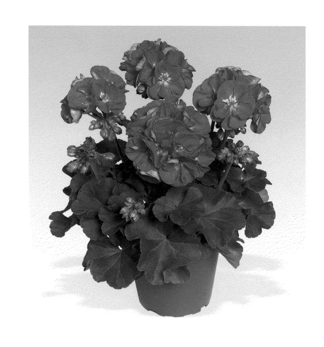 Figure 1 of US plant patent PP20422, the photograph of Pacvistar printed in the patent.